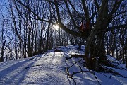 12 Nella bellissima faggeta